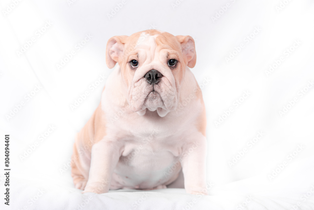 Puppy breed English bulldog on a white background. Isolate. Puppy breed English bulldog on a white background. Isolate.