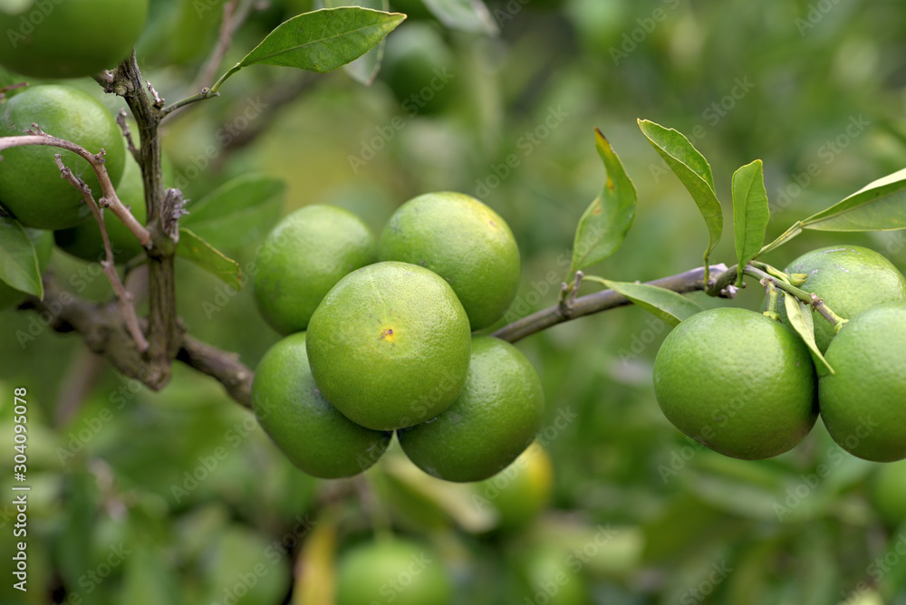 Young fruits of satsuma orange, on the branch