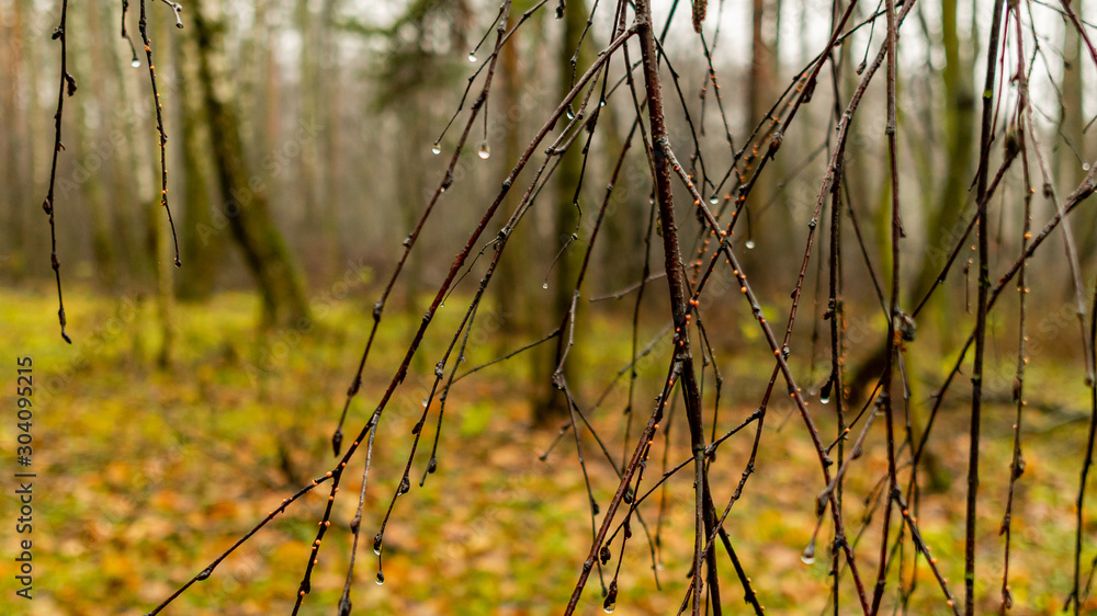 Fototapeta premium Beautiful forest in spring with bright sun shining through the trees
