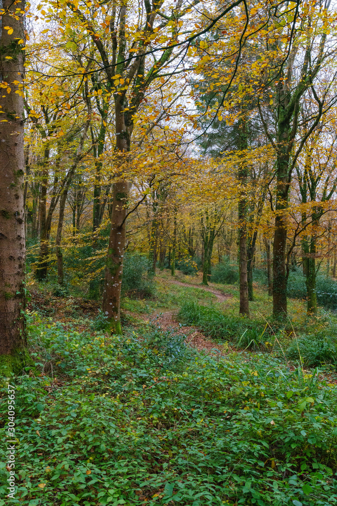 autumnal woodland with fall colours of orange and yellow 