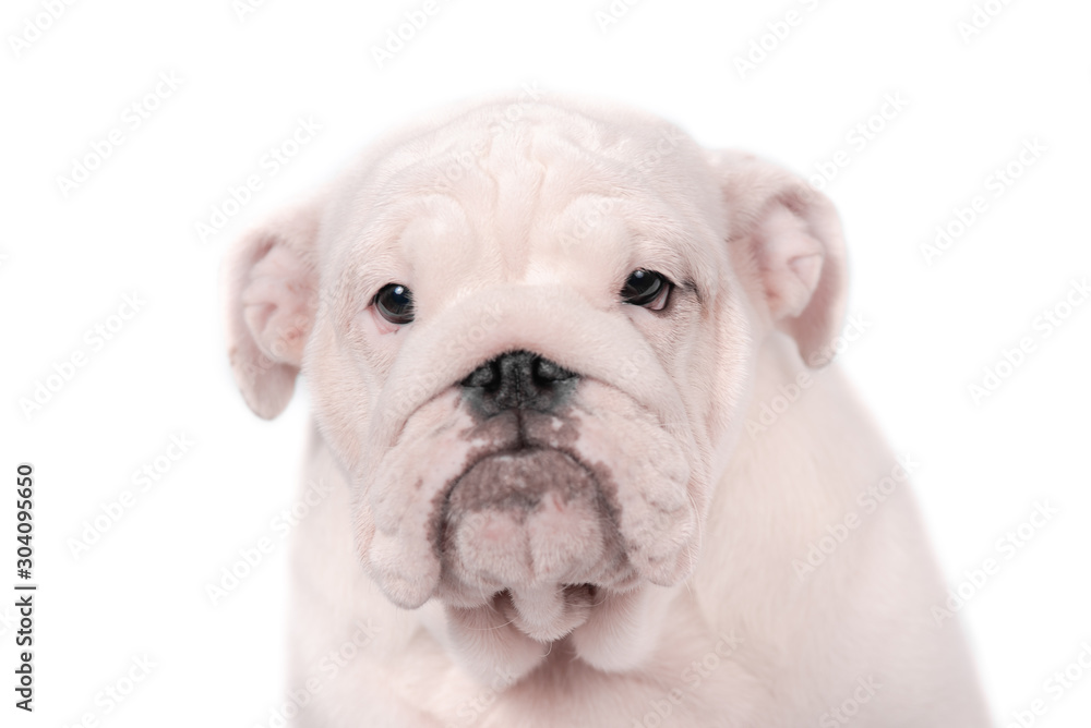 Puppy breed English bulldog on a white background. Isolate.