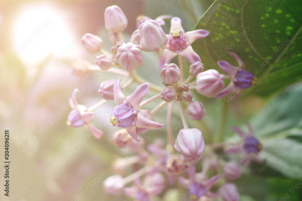 calotropis giantea flower or crown flowers blooming in the garden calotropis giantea flower or crown flowers blooming in the garden