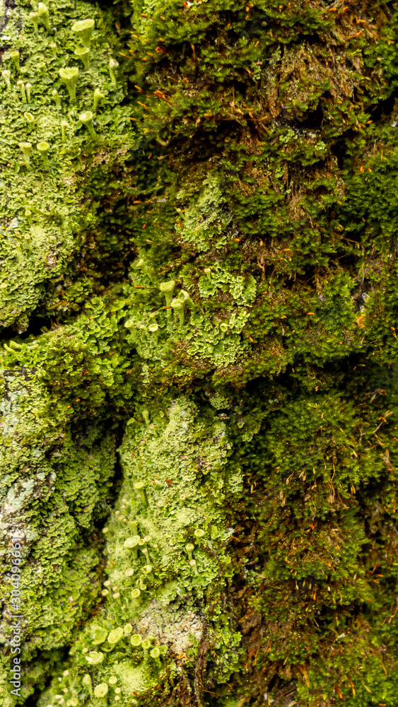 The texture of the tree bark. tree bark with green moss, nature theme and backgrounds