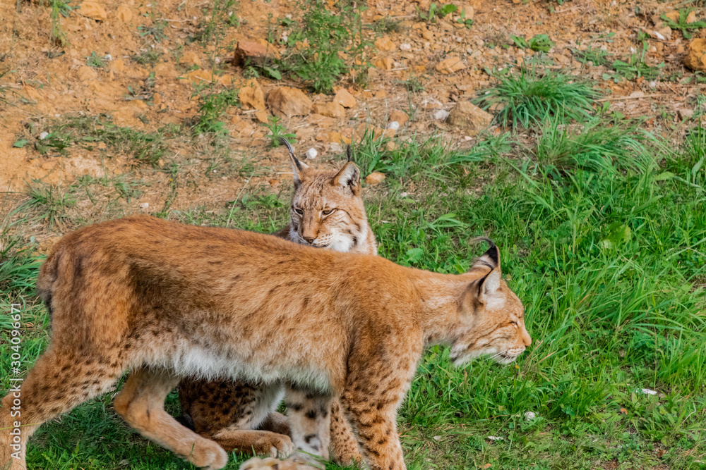 boreal lynx resting in its territory boreal lynx resting in its territory