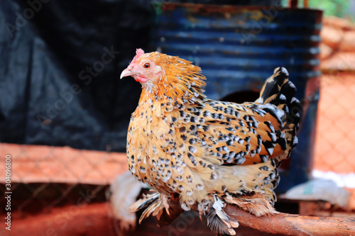 Beautiful hen in fundera park yelagiri India photo