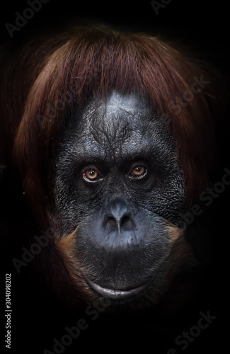 look of a good joker. intellectual face of an orangutan with an ironic look and a half smile, dark background. Isolated black background.