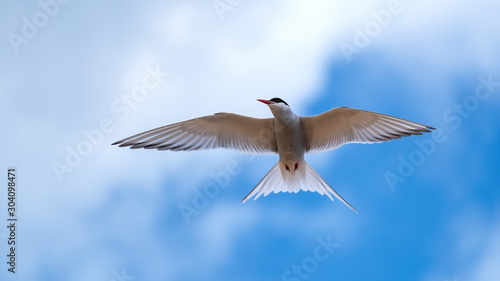 Arctic tern flying in a cloudy blue sky close up with his wings outstretched and looking to his right photo