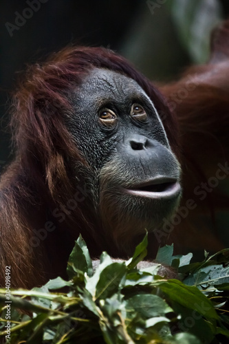  cunningly surprised orangutan against a background of greenery, a close-up face, a look as if he were seriously surprised. © Mikhail Semenov