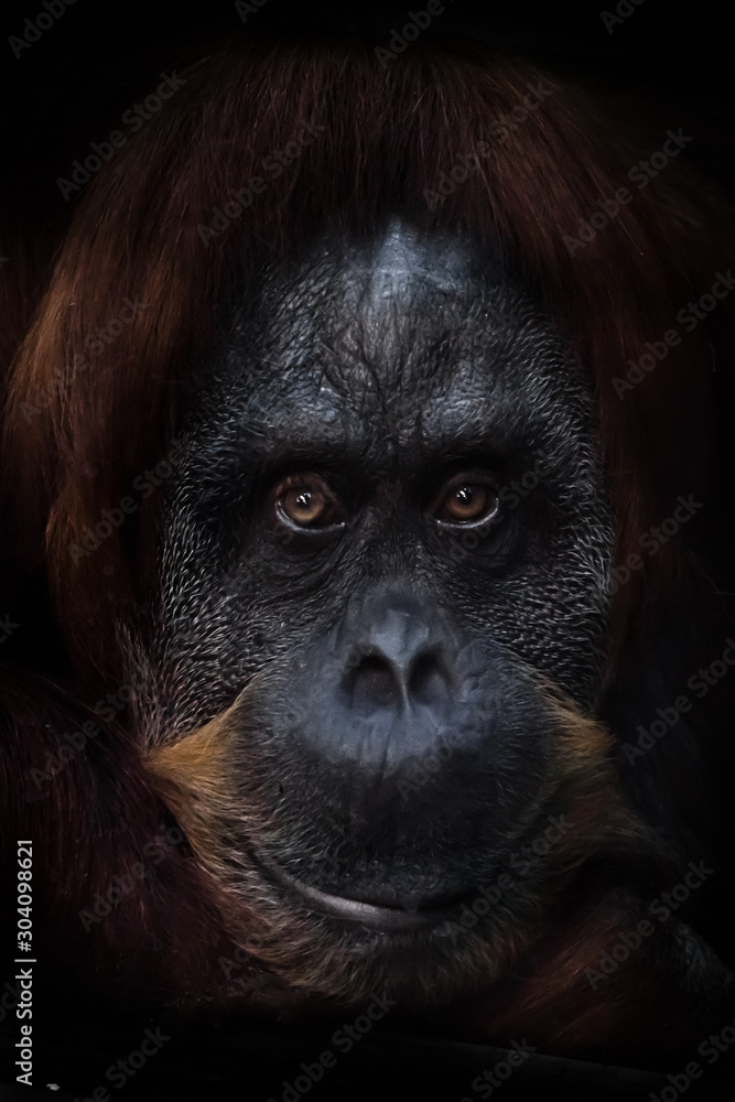 intellectual face of an orangutan with an ironic look and a half smile,  dark background. Stock Photo | Adobe Stock