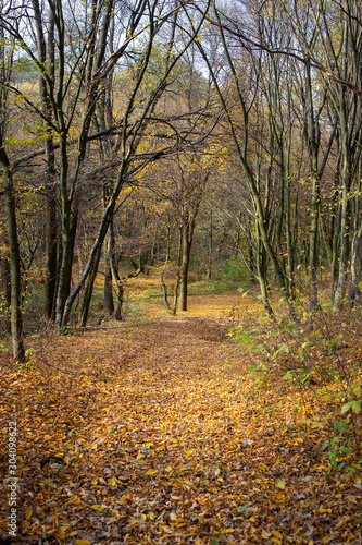 Beautiful sunny autumn landscape with fallen dry red leaves, road through forest and yellow trees