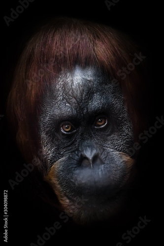 intellectual face of an orangutan with an ironic look and a half smile, dark background. Isolated black background.