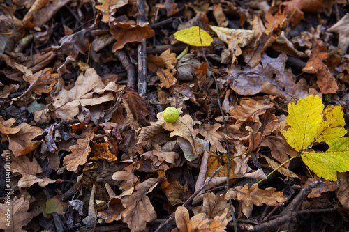 fallen dry leaves, close-up.