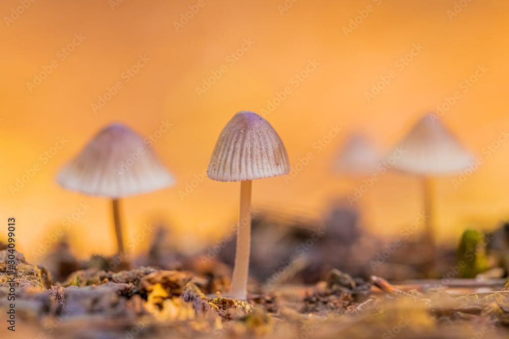 Close-up Mushrooms in a Pine Forest Plantation in Tokai Forest Cape Town