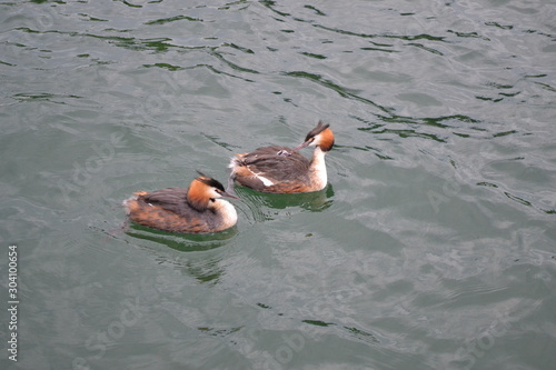 great crested grebe (podiceps cristatus) with chick photo