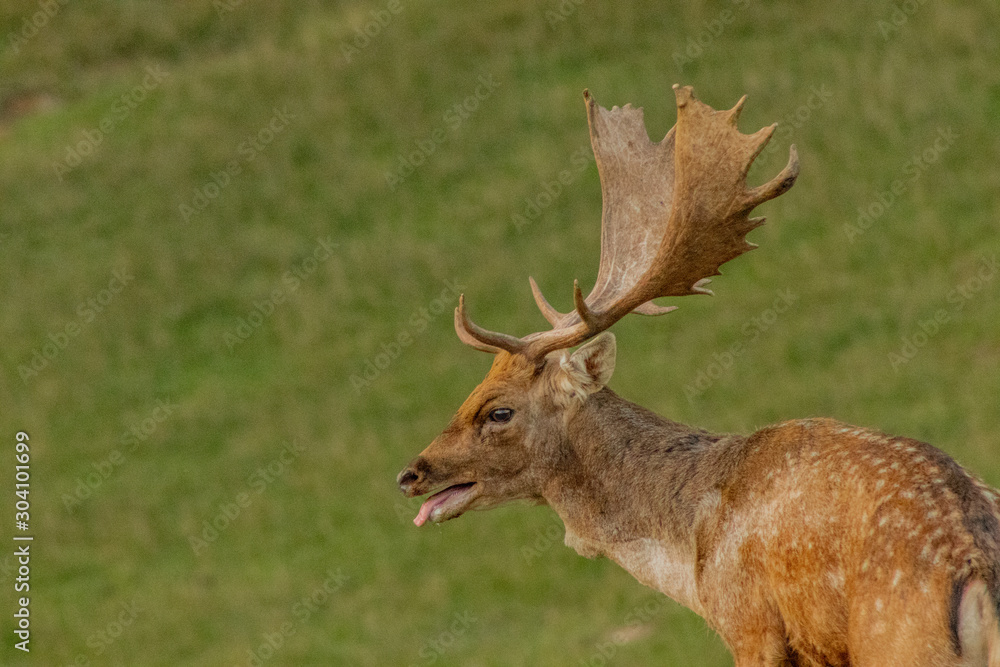 Fototapeta premium fallow deer grazing in a green meadow