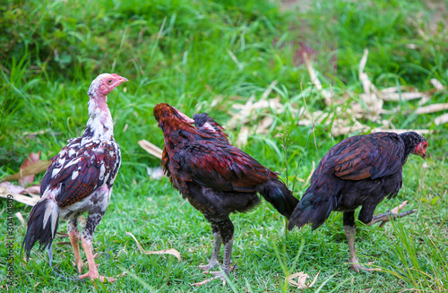 gamecube chicken animal Thailand asia photo