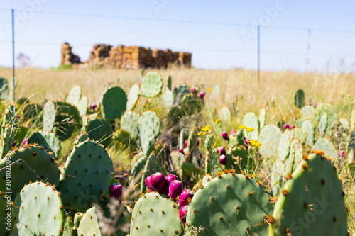 Photography Prickly Pear Cactus growing by the side of the highway in rural South Africa
