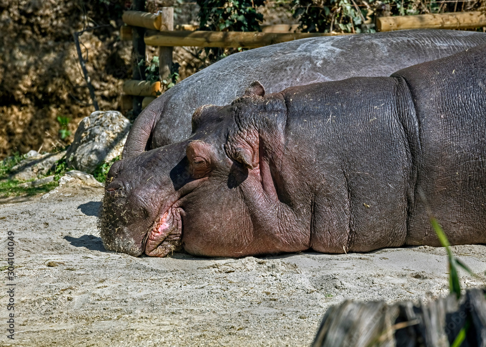 Sleeping hippopotamus.  Latin name - Hippopotamus amphibius