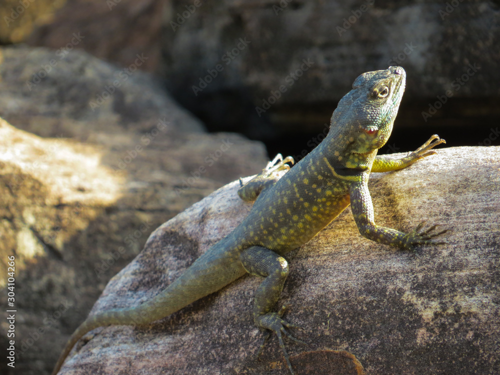 a lizard on sunlit rock a lizard on sunlit rock