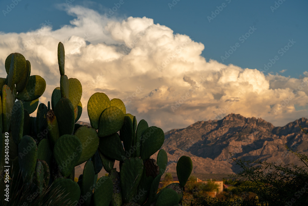 Indian Fig Illuminated by Last Light of the Day - Tucson Arizona Indian Fig Illuminated by Last Light of the Day - Tucson Arizona
