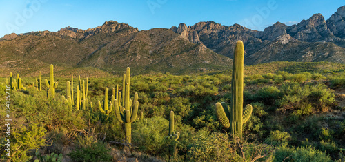 Saguaro Desert Landscape - Catalina, Tucson, Arizona