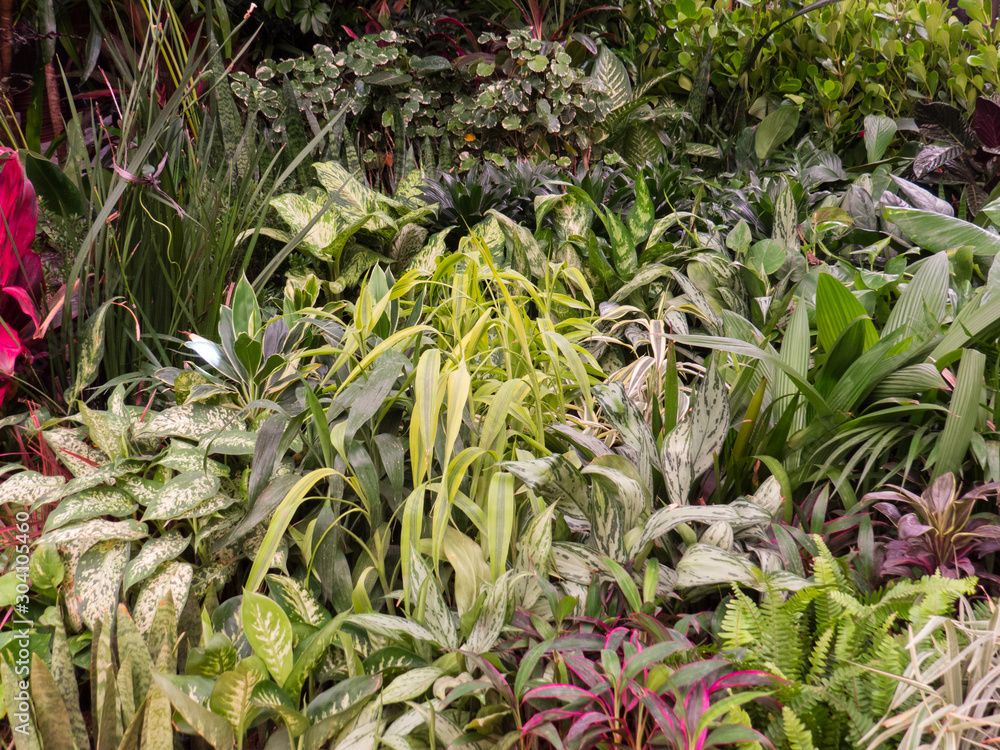 indoor tropical flower and plant market indoor tropical flower and plant market