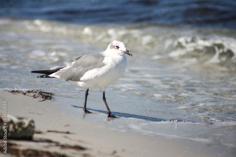 Seagull on the beach Seagull on the beach