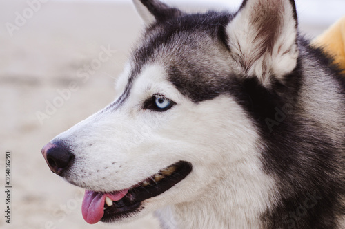 Husky portrait outdoors. Walk with the dog.