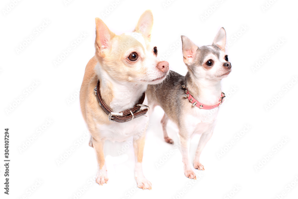 Chihuahua dog portrait