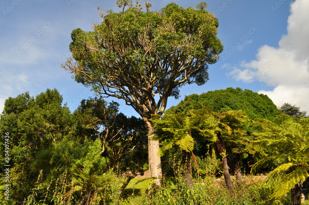 Tree ferns and trees, Kirstenbosch National Botanical Garden, Cape Town, South Africa