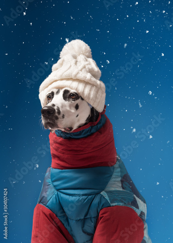 Dalmatian dog wearing winter jacket and hat on snowy blue background. Funny dog looks left in ski suit. Winter vacation concept. Copy space