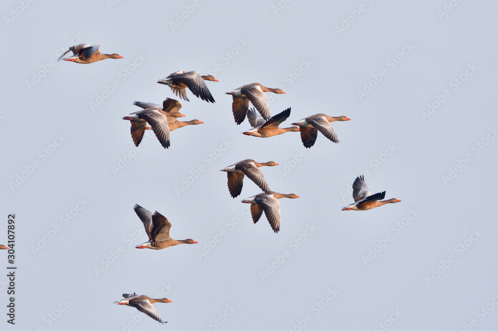 Obraz premium Graugänse am Morgen im Flug in der Oberlausitz