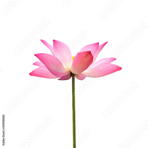 Lotus or waterlily flower isolated on white