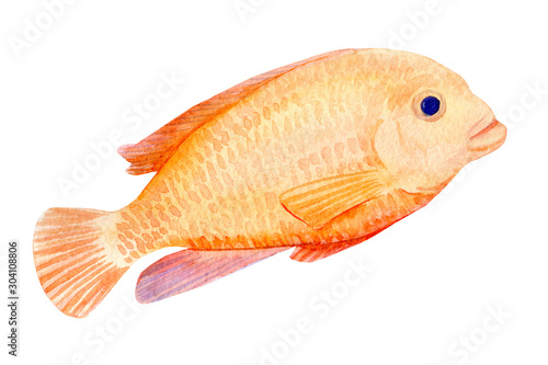 fish on isolated white background, watercolor illustration, hand drawing
