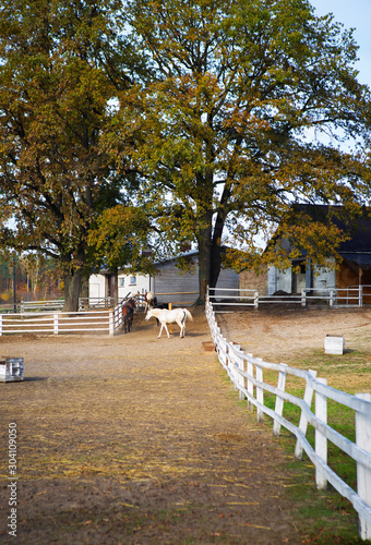 White and brown horses stand near the stay. White wooden fence.