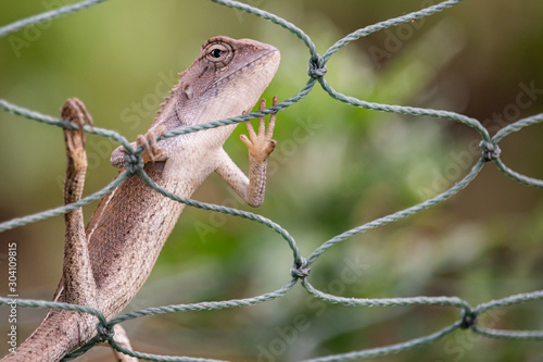 A light brown chameleon sticks on a rope of green lattice, with a green tree in the background.