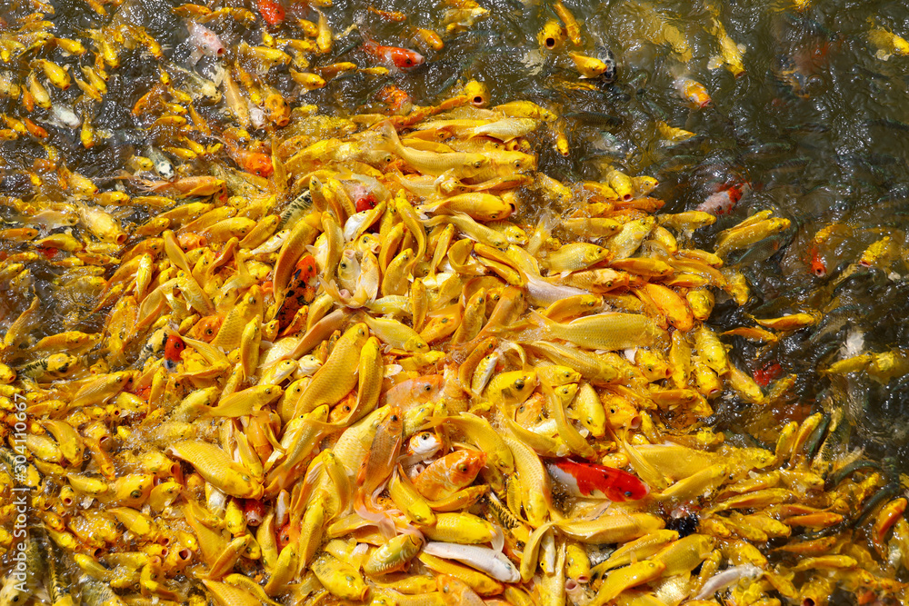 group Gold carp fish in the water is beautiful group Gold carp fish in the water is beautiful