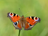 A peacock butterfly sitting on a flower on a sunny day in summer