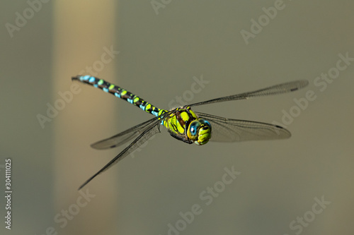 A blue hawker dragonfly in flight on a sunny day in summer