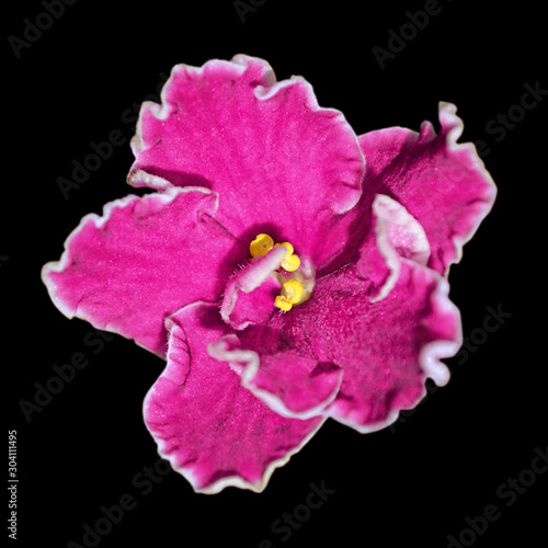 Beautiful pink violet flower isolated on a black background