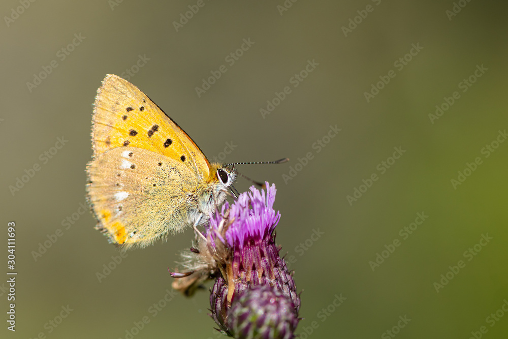 A scarce copper butterfly sitting on a flower on a sunny day in summer A scarce copper butterfly sitting on a flower on a sunny day in summer
