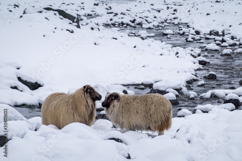Two icelandic sheeps in the winter in Iceland.