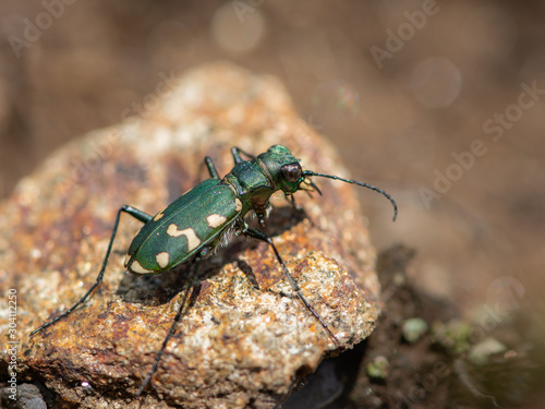 A green tiger beetle on the ground, on a sunny day in summer, Italian alps