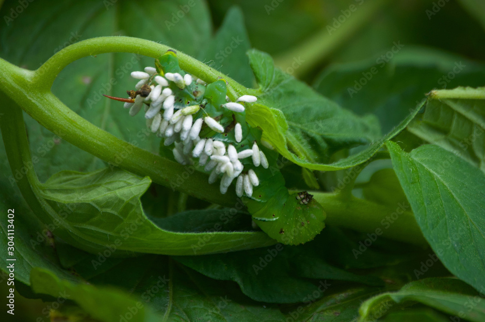 Parasitoid Wasp Cocoons on Hornworm Stock Photo | Adobe Stock