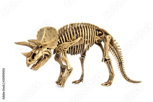 Fossil skeleton of Dinosaur three horns Triceratops isolated on white background. © Panupong