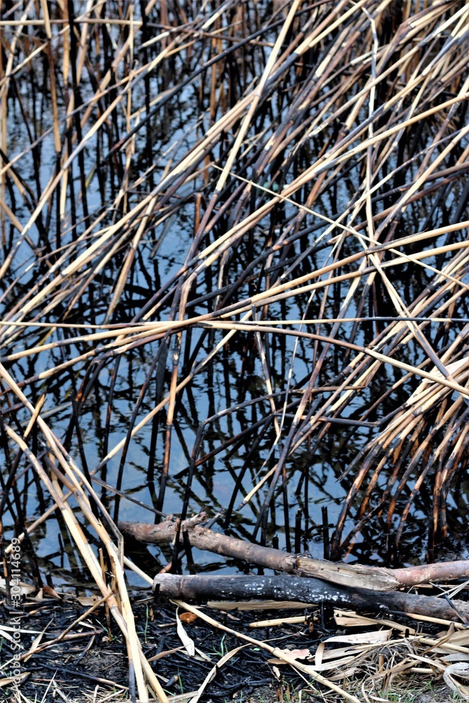 reeds after a fire near the pond