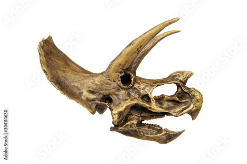 Fossil skull of Dinosaur three horns Triceratops isolated on white background. © Panupong