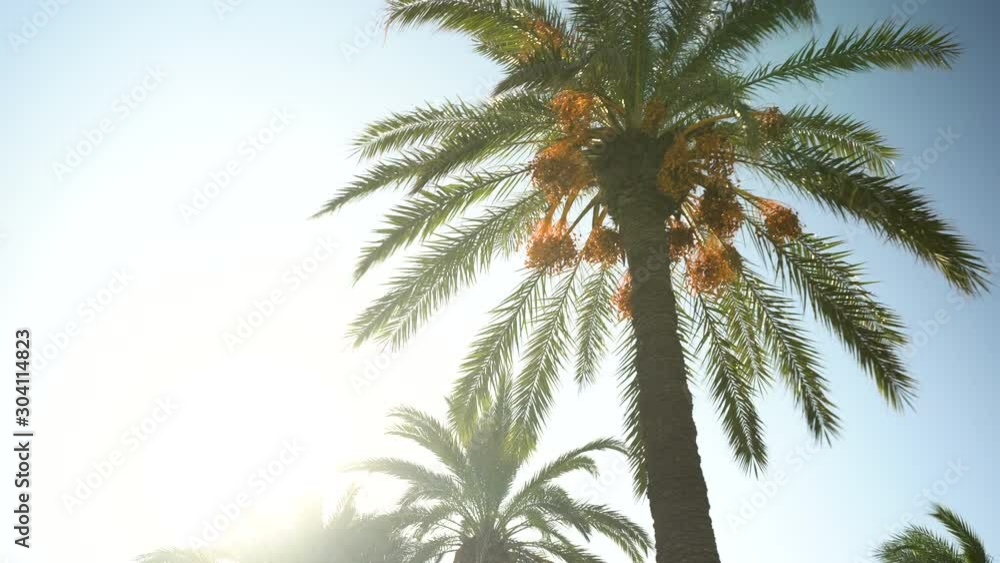 Green palm tree stands in sunny weather. The sun shines behind a palm tree. Sun glare. Bottom view Green palm tree stands in sunny weather. The sun shines behind a palm tree. Sun glare. Bottom view