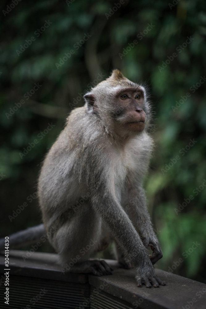 Makake sitzt auf einem Geländer im Monkey Forest in Ubud. Makake sitzt auf einem Geländer im Monkey Forest in Ubud.