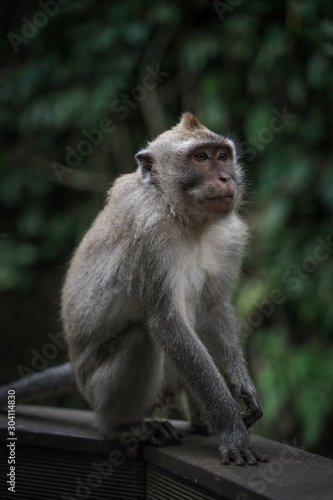 Makake sitzt auf einem Geländer im Monkey Forest in Ubud.